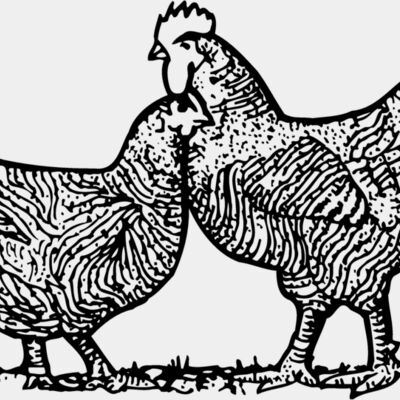 Birds Miniaturansicht