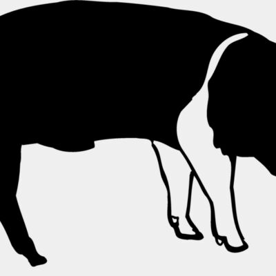 African Miniaturansicht