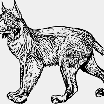 Cats Miniaturansicht