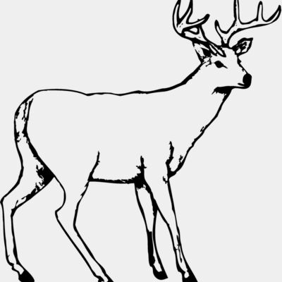 Deer Miniaturansicht