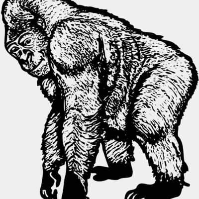 Primate Miniaturansicht