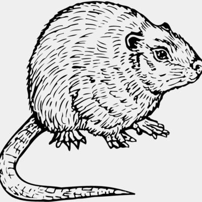 Mice Miniaturansicht