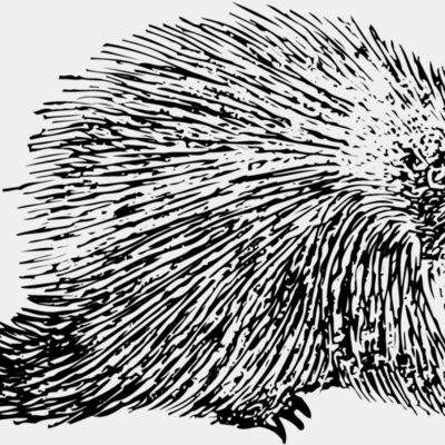 Porcupine Miniaturansicht