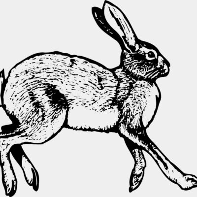 Rabbit Miniaturansicht