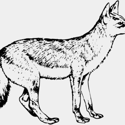 Wolves Miniaturansicht