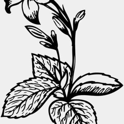 Flowers Miniaturansicht